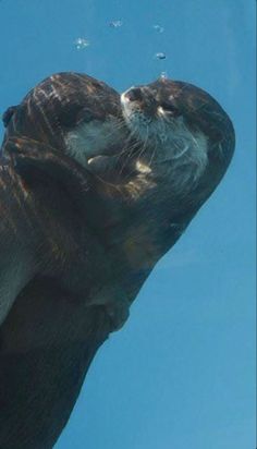 an otter swimming in the water with its head above it's back legs, looking up into the sky