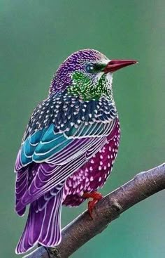 a colorful bird sitting on top of a tree branch