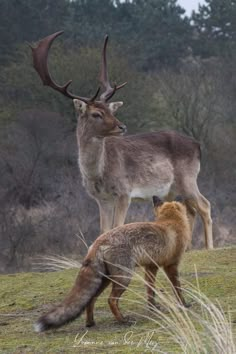 two deer standing next to each other on top of a grass covered field with trees in the background