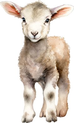 a watercolor painting of a baby lamb with big ears and short legs, standing in front of a white background