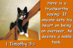 a black and white cat standing on top of a wooden dresser