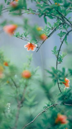 an orange and white flower on a tree branch