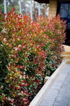 red and green bushes in front of a building