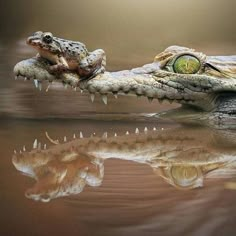 two alligators are in the water with their heads touching each other's mouths