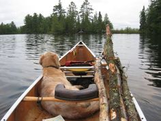 a dog is sitting in a canoe on the water with his back to the camera