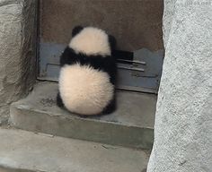 a stuffed panda bear sitting on top of a step next to a stone wall and door