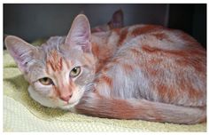 an orange and white cat laying on top of a blanket