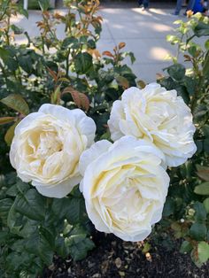 two white roses are blooming in the garden