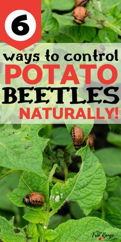 some brown bugs on green leaves with text that says 6 ways to control potato beetles naturally