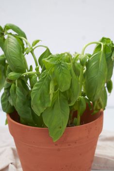 a potted plant with green leaves sitting on top of a white cloth covered table