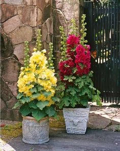 three potted plants with different colored flowers in them