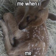 a baby deer laying on top of it's mother