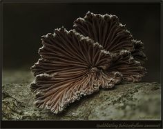 a close up of a mushroom on a rock