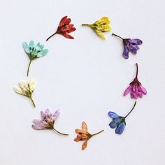 colorful flowers arranged in a circle on a white surface