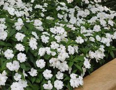 some white flowers are growing in a garden