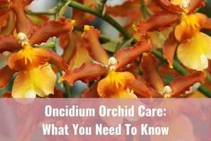 orange and yellow orchids with the words oncirium orchid care what you need to know