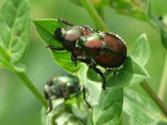 two beetles sitting on top of green leaves