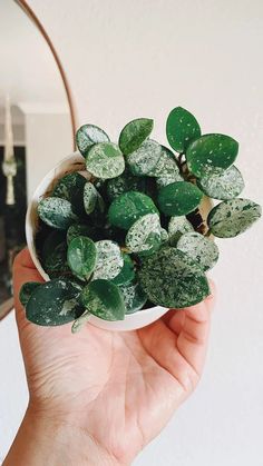 a hand holding a small potted plant with green leaves covered in powdered sugar