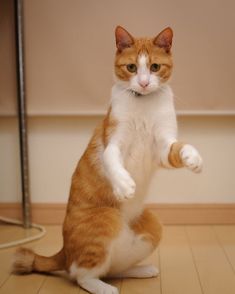 an orange and white cat standing on its hind legs with one paw in the air