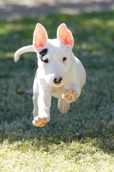 a small white dog is running in the grass with his paws up and ears down