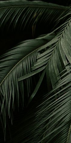 some very pretty green leaves in the dark