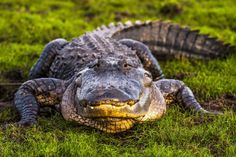 an alligator is laying in the grass