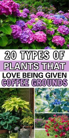 20 types of plants that love being given coffee grounds by the gardener's wife