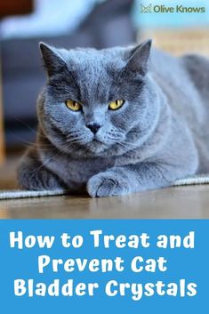 a gray cat laying on the floor with text overlay how to treat and prevent cat bladder crystals