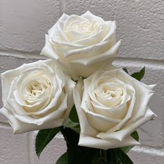 three white roses sitting in a vase on a table