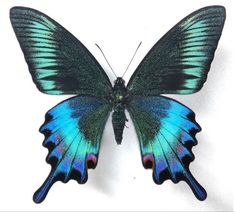 a blue and green butterfly sitting on top of a white surface