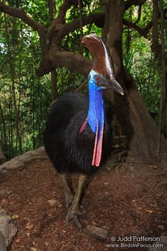 an ostrich is standing on the ground near some trees