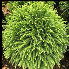 the top view of a green plant with lots of leaves