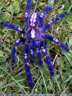 a blue and white spider sitting in the grass