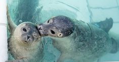 two baby sea lions cuddle together in the water