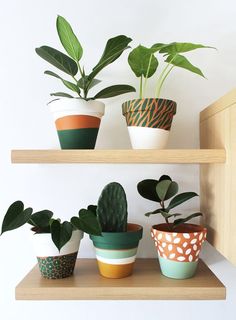 several potted plants sitting on top of wooden shelves