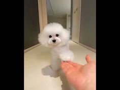 a small white dog sitting on top of a counter next to a person's hand