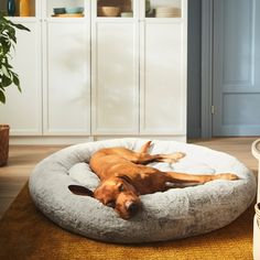 a brown dog laying on top of a bed in a living room next to a potted plant