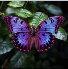 a purple butterfly sitting on top of a green leaf