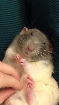 a person holding a rodent in their arms