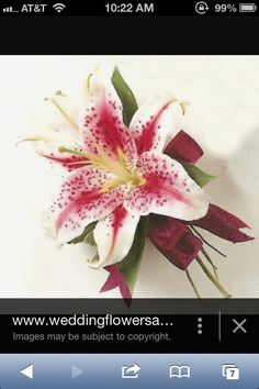 a white and red flower with green leaves