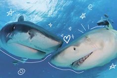 two white sharks swimming in the ocean with hearts drawn on their backs and one is smiling at the camera