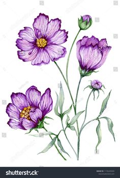 three purple flowers with green stems on a white background in pastel pencil and watercolor