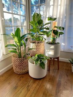 three potted plants sitting on top of a wooden floor in front of a window