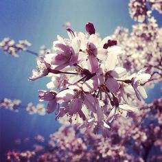 some pink flowers are blooming on a tree branch with blue sky in the background