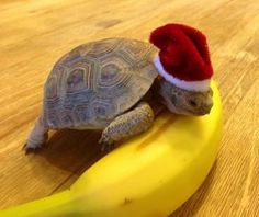 a turtle wearing a santa hat sitting on top of a banana