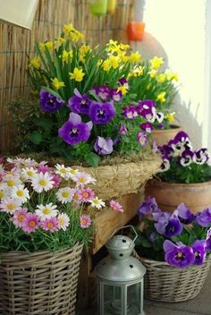 several baskets filled with different types of flowers