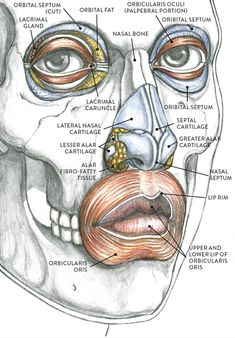 a diagram of the human face with muscles labeled