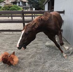 a brown horse standing next to a chicken