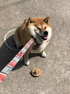 a dog is sitting on the ground with a leash around it's neck and has his mouth open