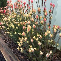 some pink and yellow flowers in a garden